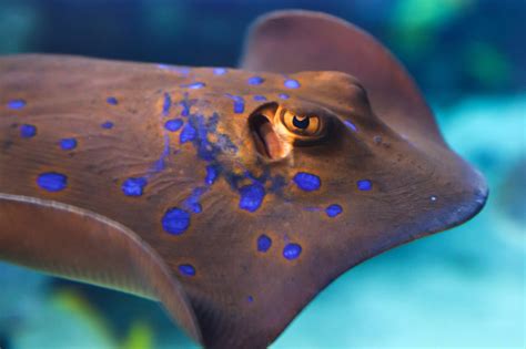 Stingray .